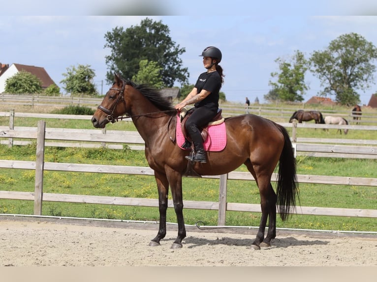 Irish Sport Horse Mare 6 years 16.2 hh Brown in Pepingen