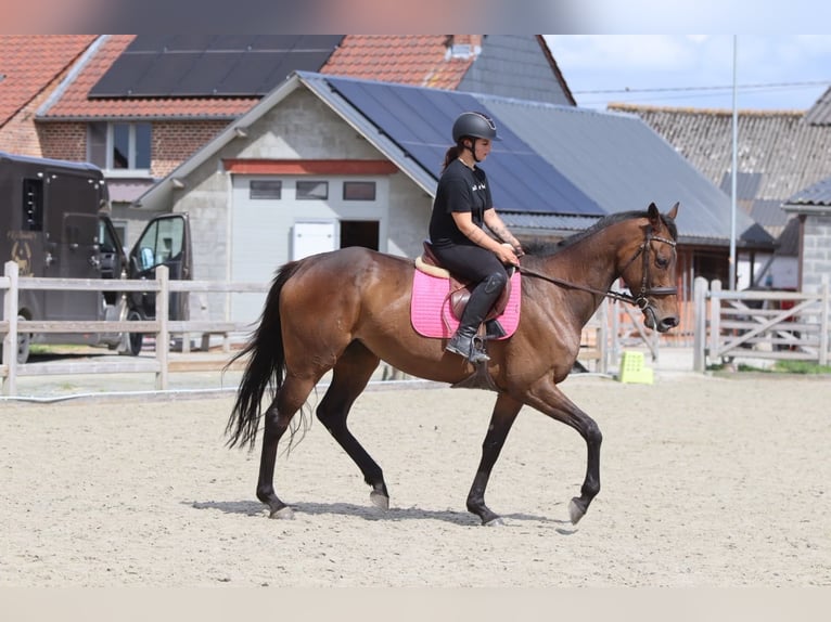 Irish Sport Horse Mare 6 years 16.2 hh Brown in Pepingen