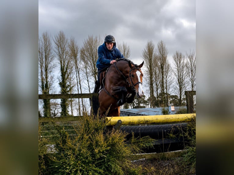 Irish Sport Horse Mare 6 years 16.3 hh Brown in Gummern