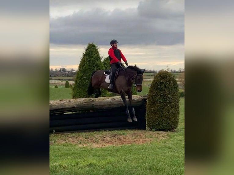 Irish Sport Horse Mare 6 years 16 hh Bay in Sligo