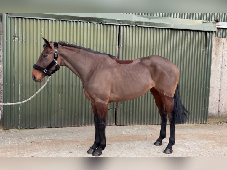 Irish Sport Horse Mare 6 years 16 hh Bay in Sligo