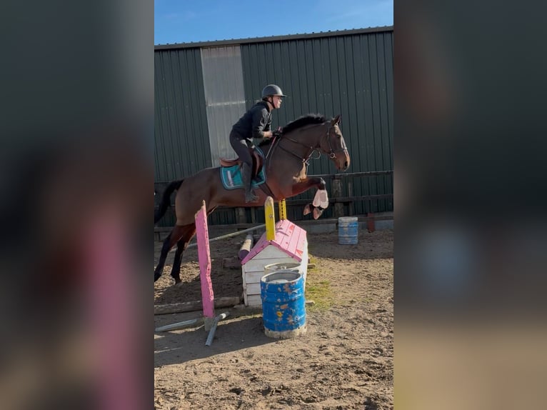 Irish Sport Horse Mare 6 years 16 hh Bay in Sligo