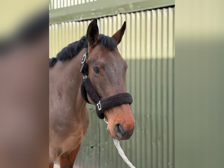 Irish Sport Horse Mare 6 years 16 hh Bay in Sligo