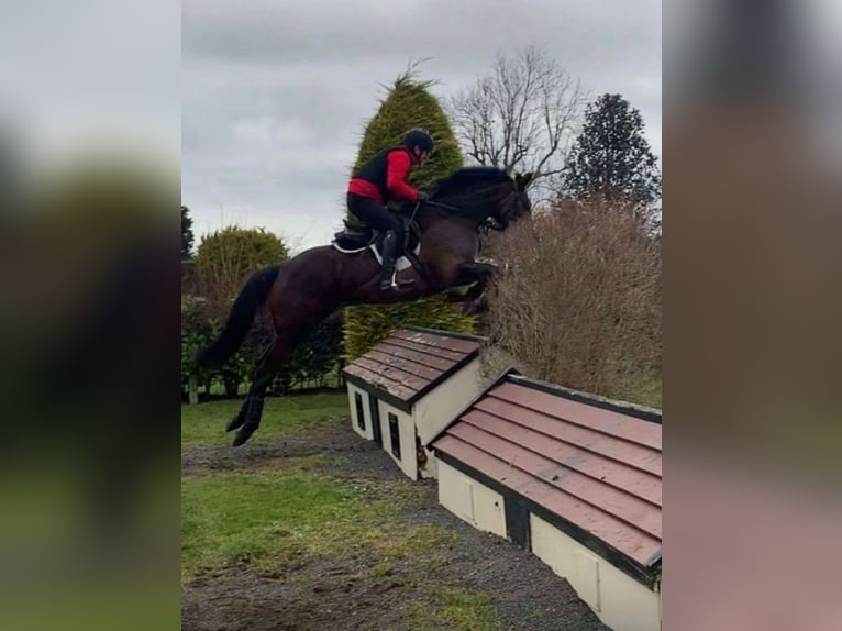 Irish Sport Horse Mare 6 years 16 hh Bay in Sligo