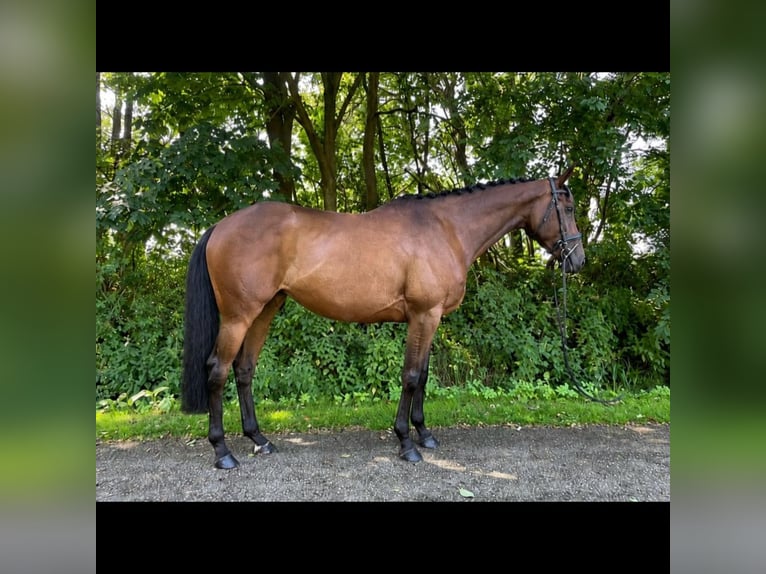 Irish Sport Horse Mare 6 years 16 hh Brown in Almelo