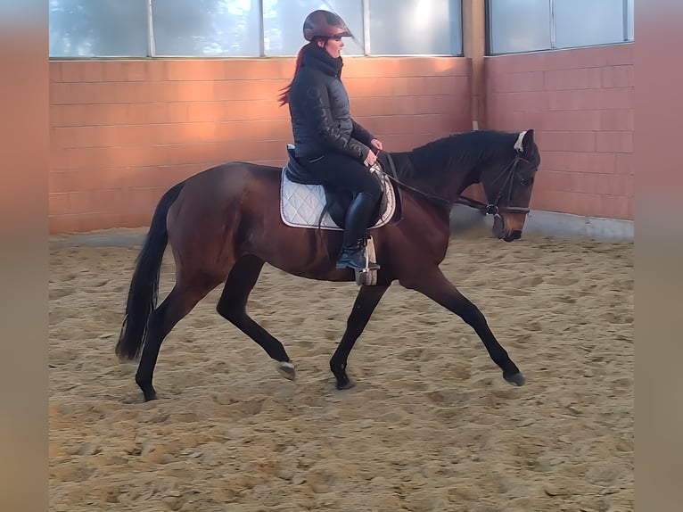 Irish Sport Horse Mare 6 years 16 hh Brown in Lage