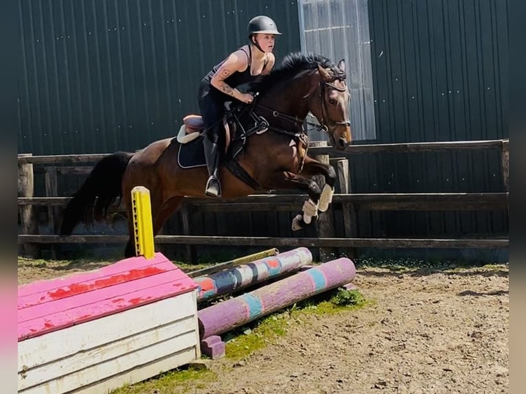 Irish Sport Horse Mare 6 years 16 hh Brown in Sligo