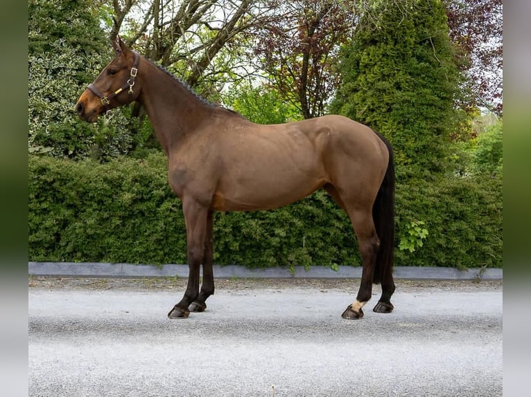 Irish Sport Horse Mare 6 years 16 hh Brown in Sligo