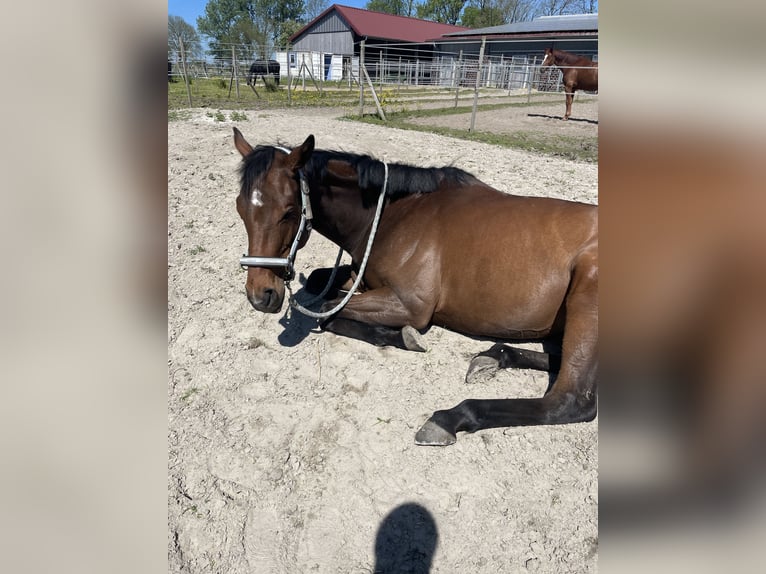 Irish Sport Horse Mare 6 years 16 hh Brown in Leer (Ostfriesland)