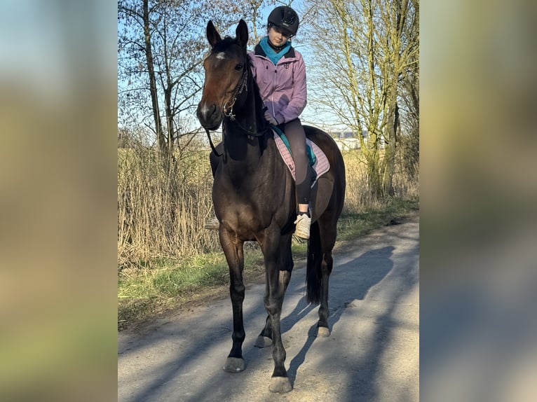 Irish Sport Horse Mare 6 years 16 hh Brown in Leer (Ostfriesland)