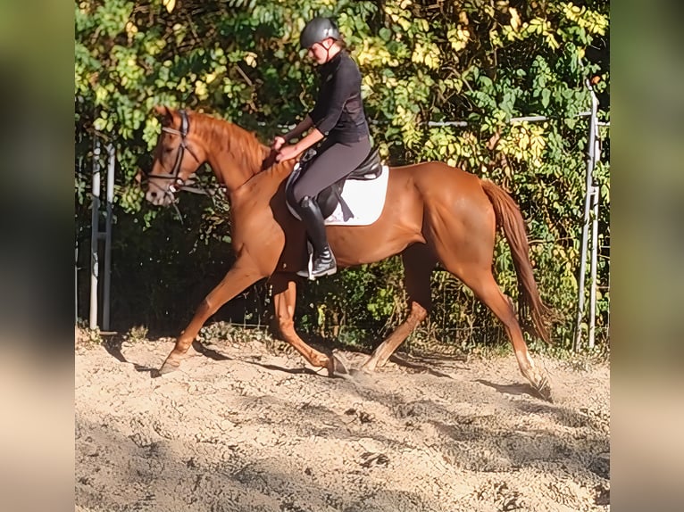 Irish Sport Horse Mare 6 years 16 hh Chestnut in Lage