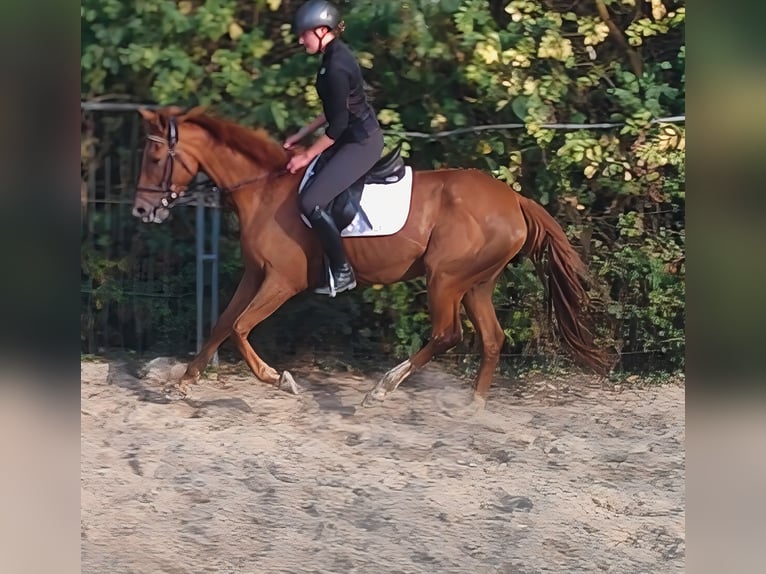 Irish Sport Horse Mare 6 years 16 hh Chestnut in Lage