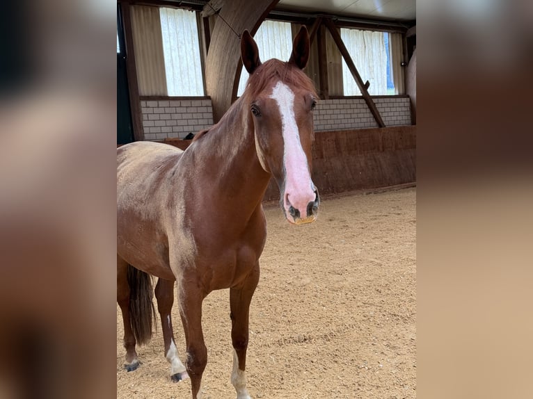 Irish Sport Horse Mare 6 years 16 hh Chestnut-Red in Röthenbach an der Pegnitz