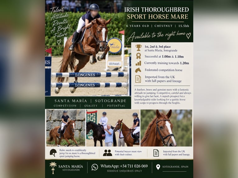Irish Sport Horse Mare 6 years 16 hh Chestnut in Sotogrande Cadiz