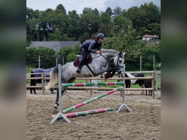 Irish Sport Horse Mare 6 years 16 hh Grey-Dapple in Gummern