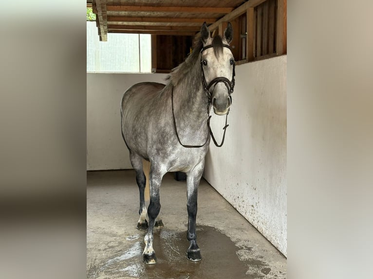 Irish Sport Horse Mare 6 years 16 hh Grey-Dapple in Gummern