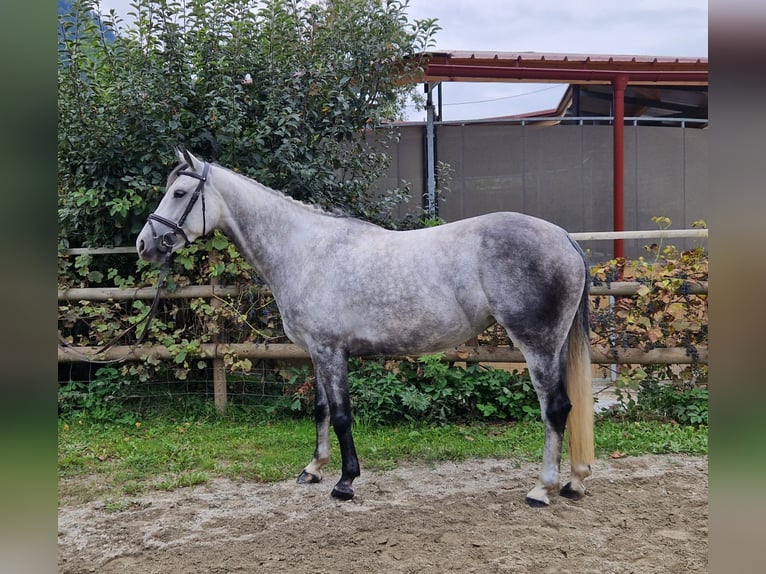 Irish Sport Horse Mare 6 years 16 hh Grey-Dapple in Gummern