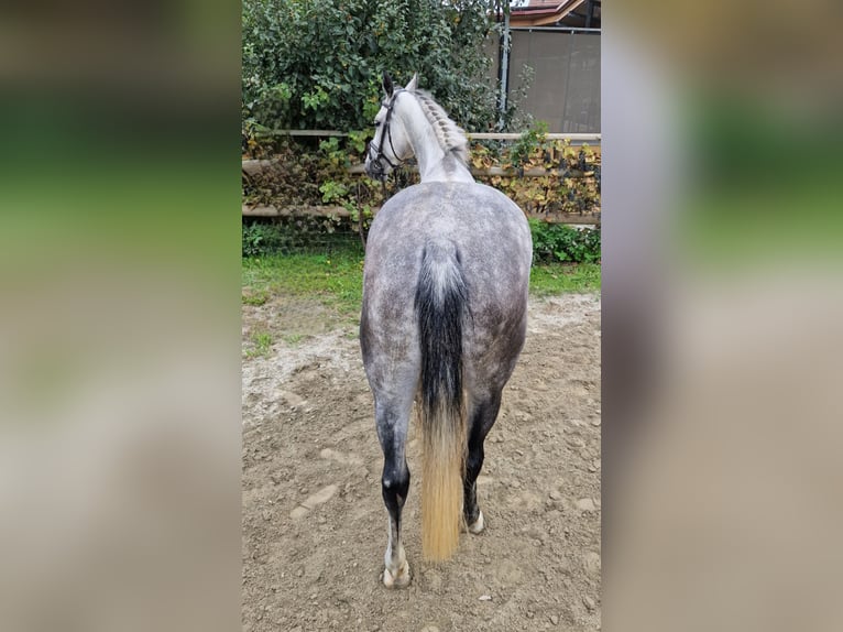 Irish Sport Horse Mare 6 years 16 hh Grey-Dapple in Gummern