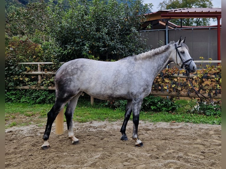 Irish Sport Horse Mare 6 years 16 hh Grey-Dapple in Gummern