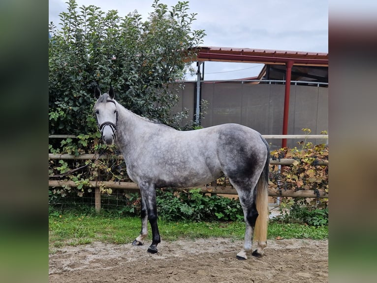 Irish Sport Horse Mare 6 years 16 hh Grey-Dapple in Gummern