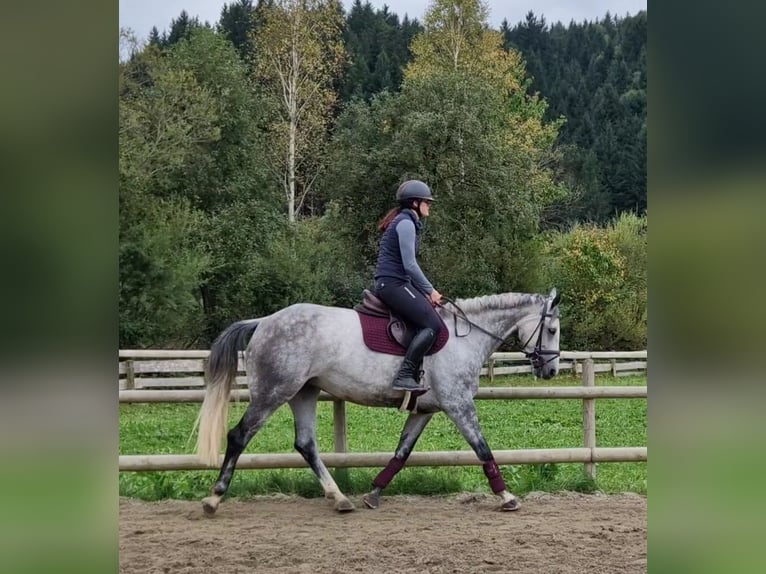 Irish Sport Horse Mare 6 years 16 hh Grey-Dapple in Gummern