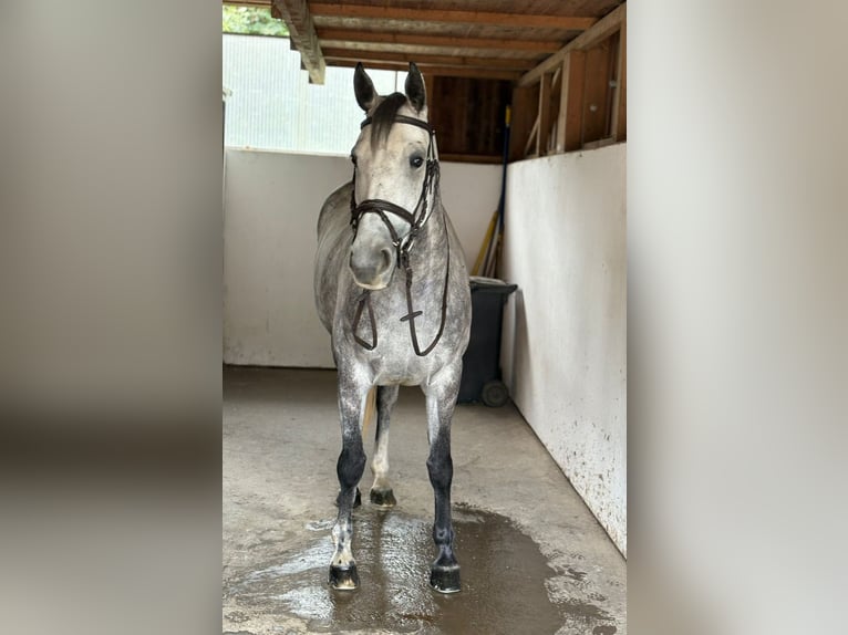 Irish Sport Horse Mare 6 years 16 hh Grey-Dapple in Gummern