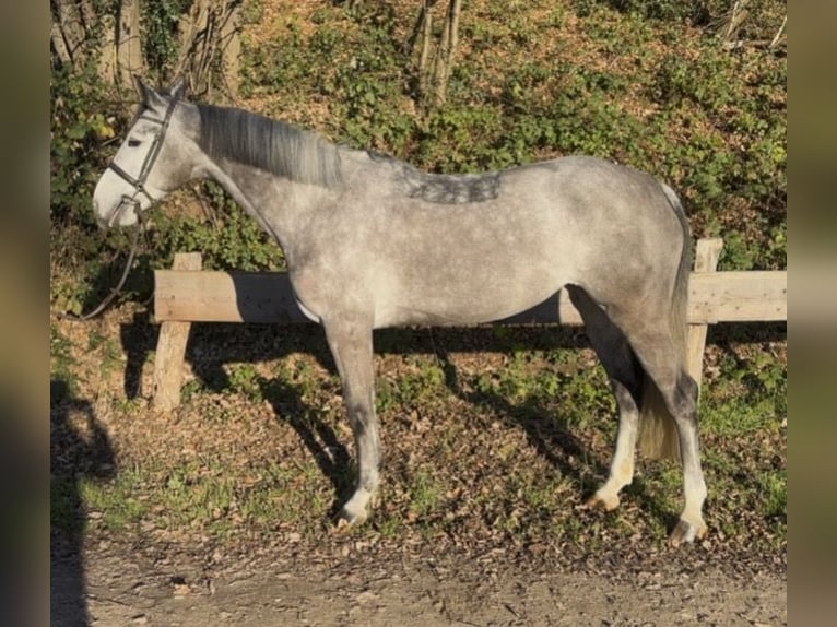 Irish Sport Horse Mare 6 years 16 hh Grey-Dapple in Bergisch Gladbach