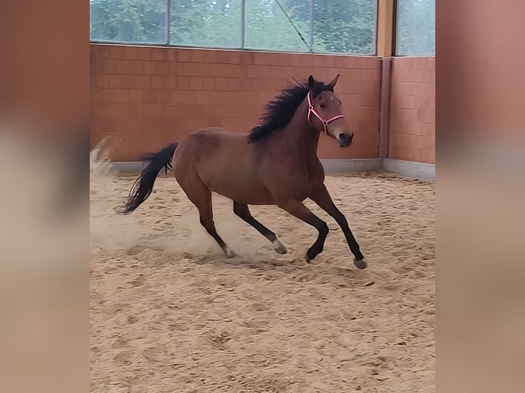 Irish Sport Horse Mare 6 years 16,1 hh in Lage