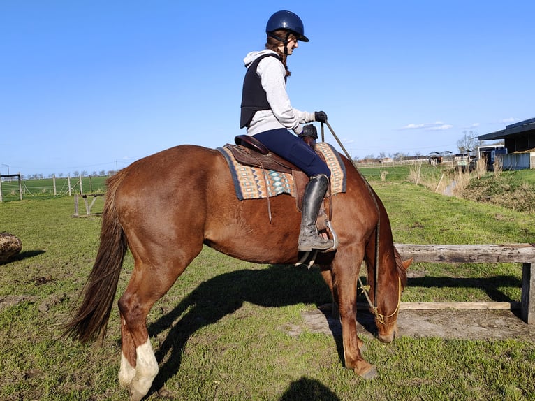 Irish Sport Horse Mare 6 years 16,1 hh Sorrel in Maarkedal