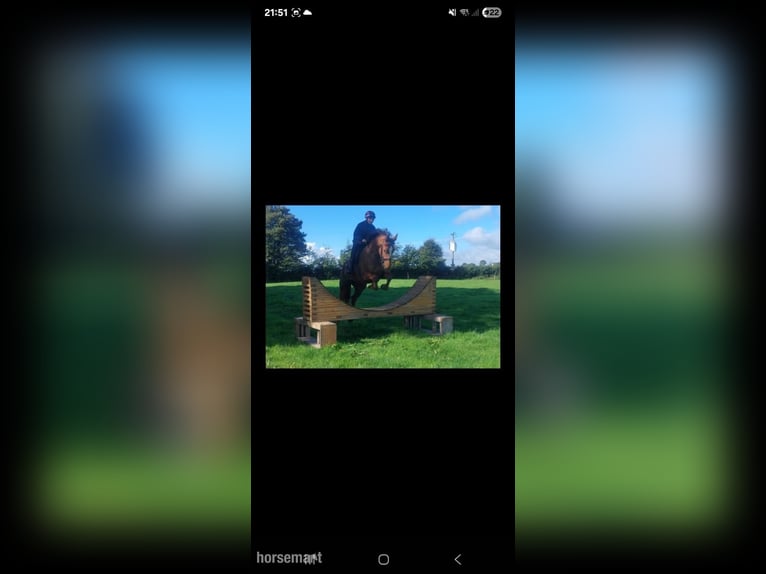 Irish Sport Horse Mare 6 years 16,2 hh Chestnut in Waterford