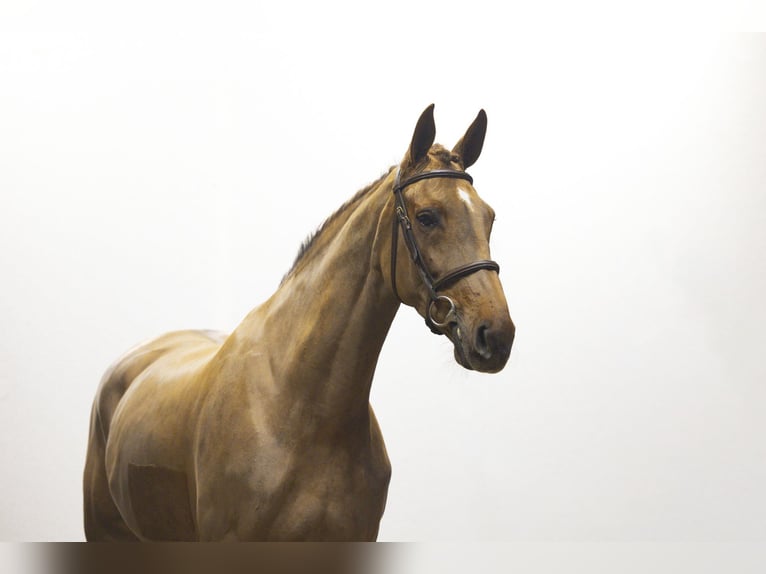 Irish Sport Horse Mare 6 years 16,2 hh Chestnut-Red in Waddinxveen