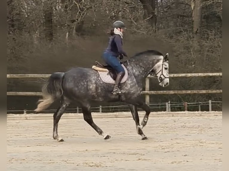Irish Sport Horse Mare 6 years 17,1 hh Grey-Dapple in Rheinbach