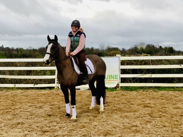 Irish Sport Horse Mare 7 years 14,2 hh Brown in Mountrath