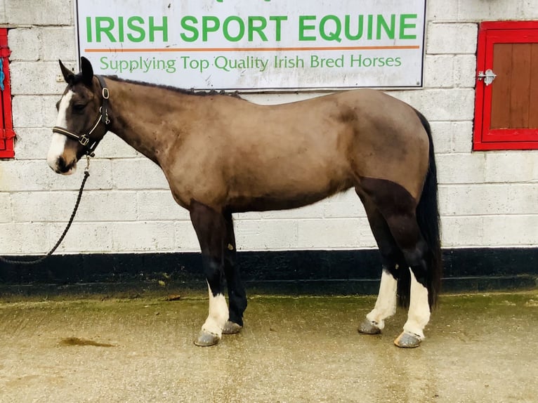 Irish Sport Horse Mare 7 years 14,2 hh Brown in Mountrath