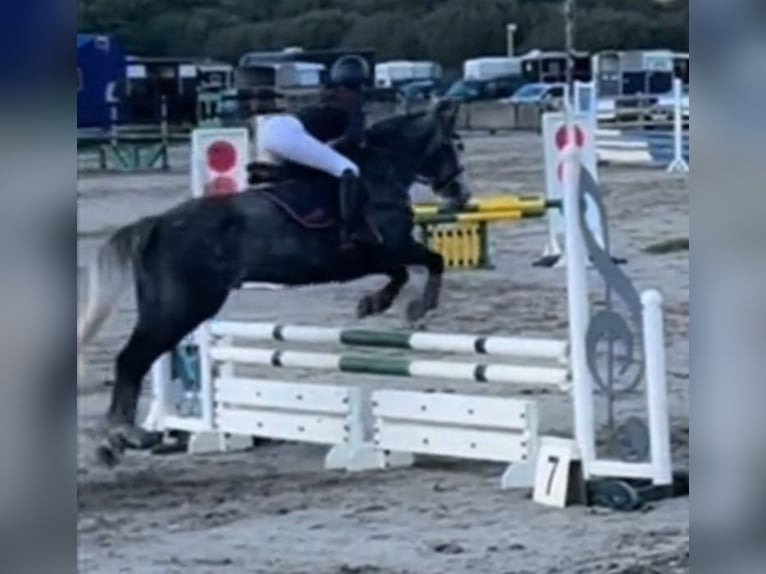 Irish Sport Horse Mare 7 years 14,2 hh Grey in Glenbrien