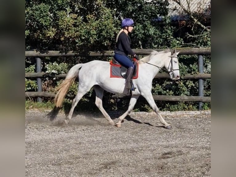 Irish Sport Horse Mare 7 years 15.1 hh Grey in Dublin