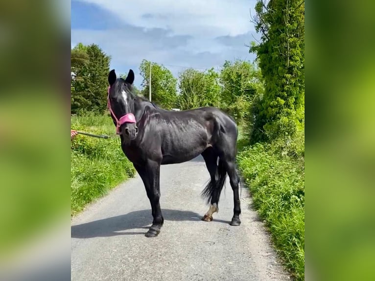 Irish Sport Horse Mare 7 years 15,2 hh Black in Sligo