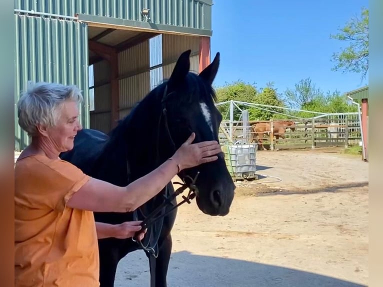 Irish Sport Horse Mare 7 years 15,2 hh Black in Sligo