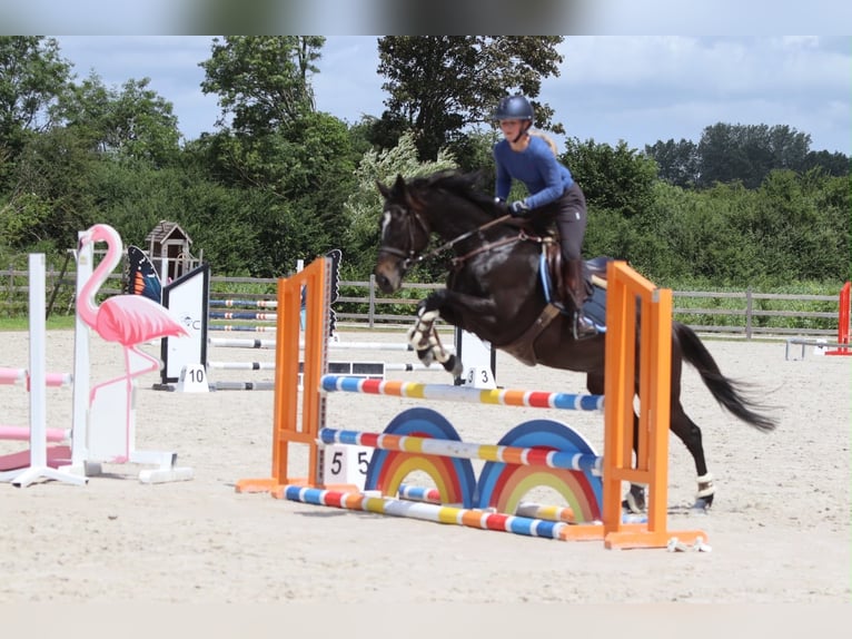 Irish Sport Horse Mare 7 years 15.2 hh Black in Pepingen