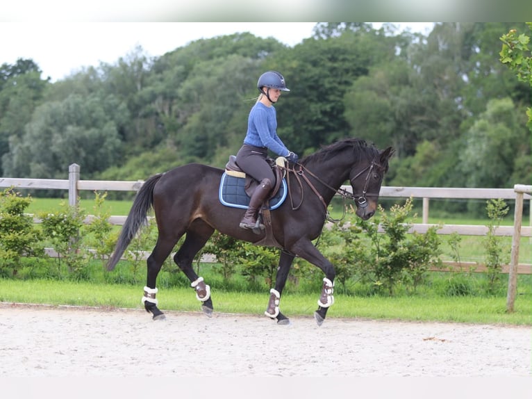 Irish Sport Horse Mare 7 years 15.2 hh Black in Pepingen