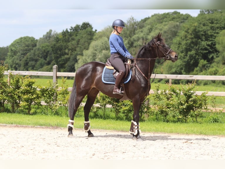 Irish Sport Horse Mare 7 years 15.2 hh Black in Pepingen
