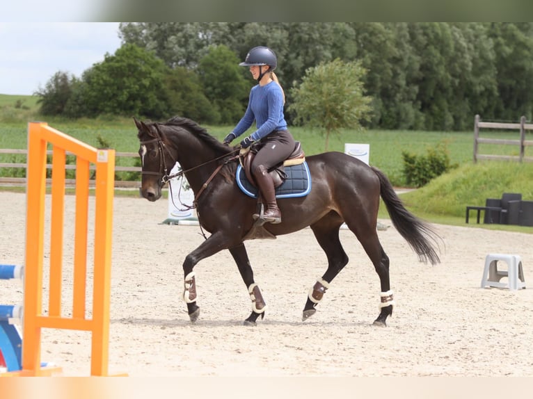 Irish Sport Horse Mare 7 years 15.2 hh Black in Pepingen