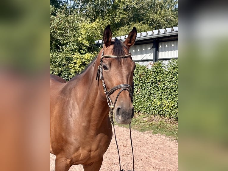 Irish Sport Horse Mare 7 years 15,2 hh Brown in Sonnefeld