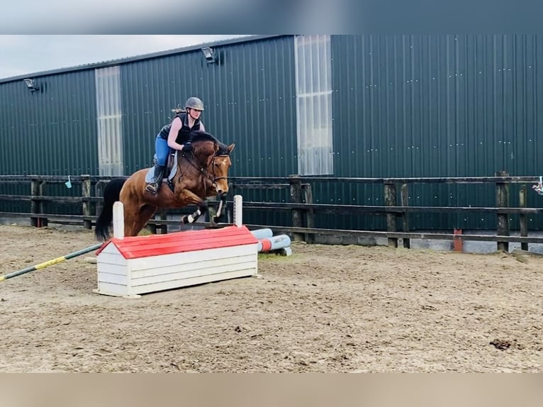 Irish Sport Horse Mare 7 years 15,2 hh Brown in Sligo