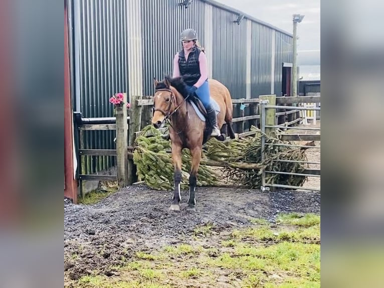 Irish Sport Horse Mare 7 years 15,2 hh Brown in Sligo