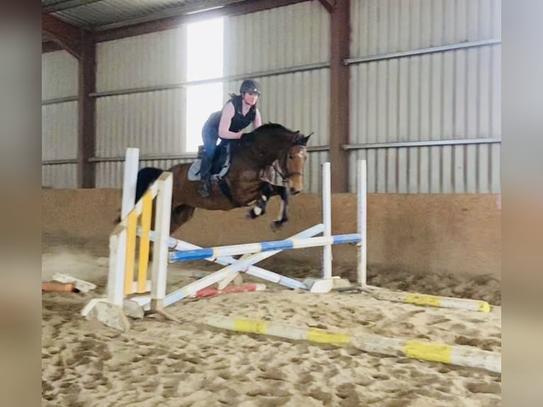 Irish Sport Horse Mare 7 years 15,2 hh Brown in Sligo