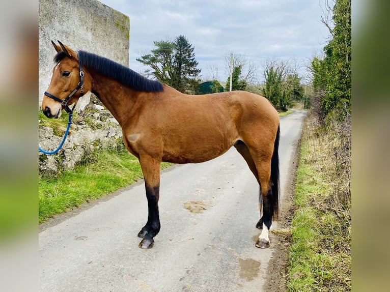 Irish Sport Horse Mare 7 years 15,2 hh Brown in Sligo