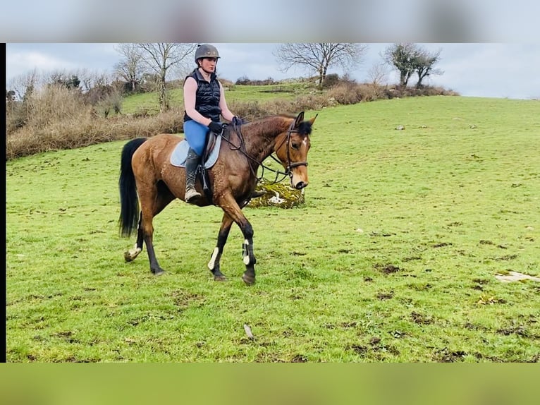 Irish Sport Horse Mare 7 years 15,2 hh Brown in Sligo