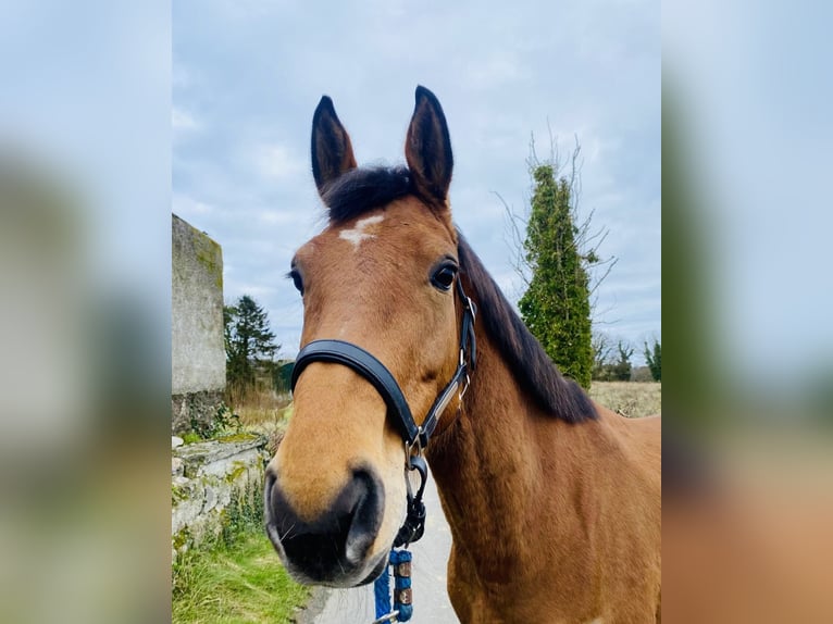 Irish Sport Horse Mare 7 years 15,2 hh Brown in Sligo