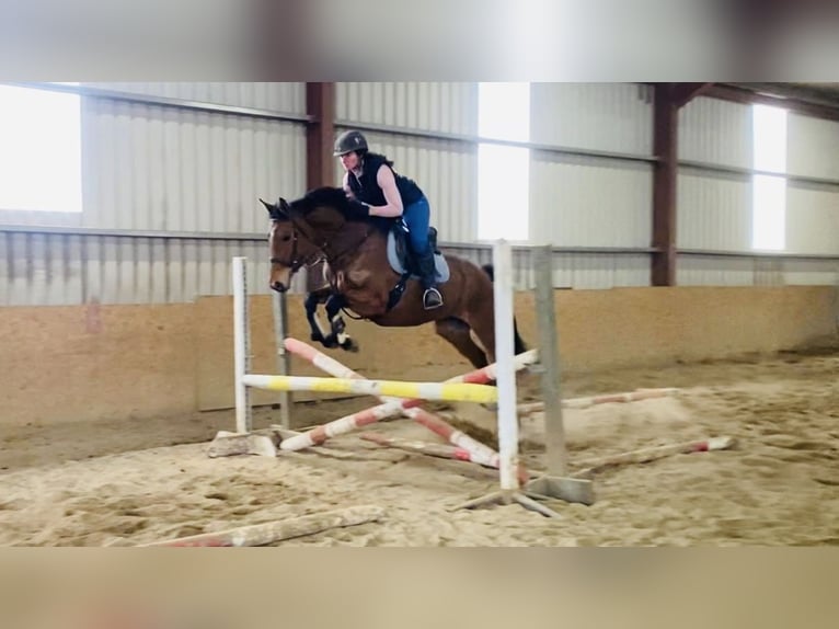 Irish Sport Horse Mare 7 years 15,2 hh Brown in Sligo